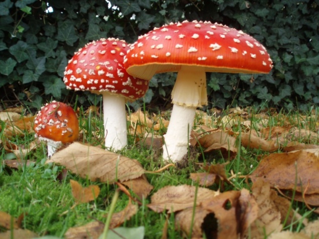 Amanite tue-mouches